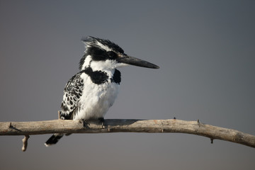 Pied kingfisher, Ceryle rudis