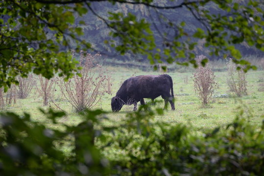 Distelweide, black angus Bulle auf der sp&auml;tsommerlichen Weide mit hohenDisteln