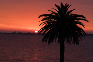 Sunrise Next to a Date Palm overlooking the Lagoon