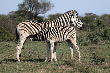 Fototapeta na wymiar Plains zebra, Common zebra or Burchells zebra, Equus quagga