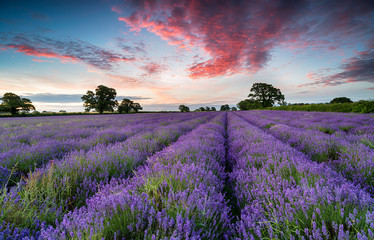 A field of Lavender in the Somerset countryside