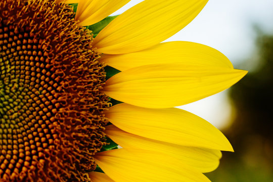 Half Sunflower, Close-up shot sunflower high saturation color. 