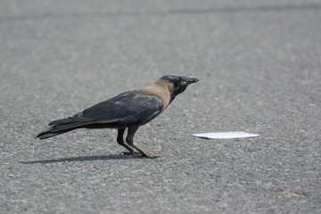 An hungry Indian crow eating food on the road

