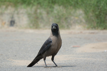 An Indian crow staying alert

