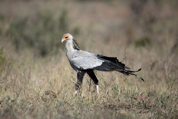 Obraz premium Secretary bird, Sagittarius sarpentarius