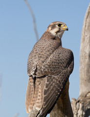 Peregrine Falcon at Rest