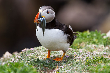 Puffin