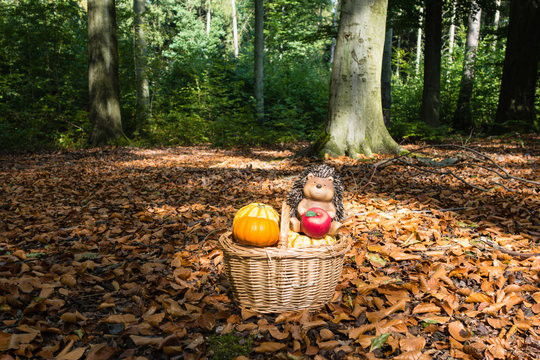 Herbst im Wald
