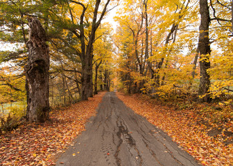 Fototapeta na wymiar New Hampshire Fall Foliage