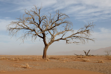 Fototapeta na wymiar Sossusvlei Namib-Naukluft