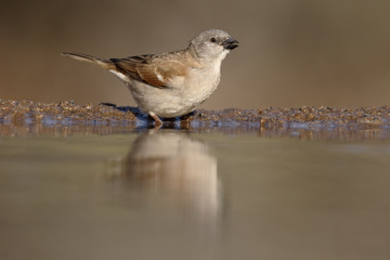 Southern grey-headed sparrow, Passer diffusus