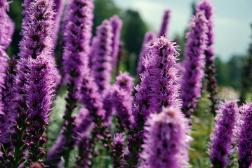 Fototapeta premium Flowers