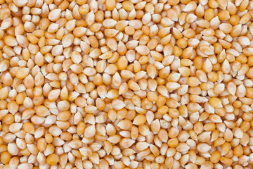 Popcorn Kernels Background