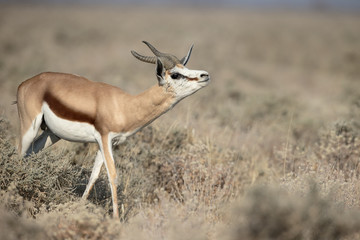 Springbok, Antidorcas marsupialis