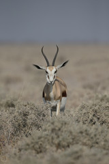 Springbok, Antidorcas marsupialis