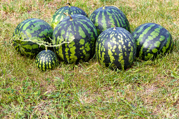 Fresh watermelon on green grass background. Place for text. Harvesting, fresh vegetables, natural light.
