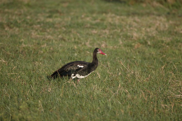 Fototapeta premium Spur-winged goose, Plectropterus gambensis