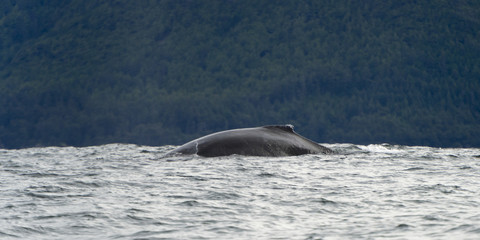 Fototapeta premium hippa14241