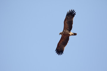 Tawny eagle, Aquila rapax