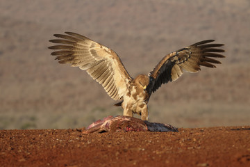 Tawny eagle, Aquila rapax