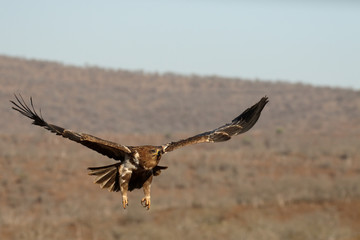 Tawny eagle, Aquila rapax