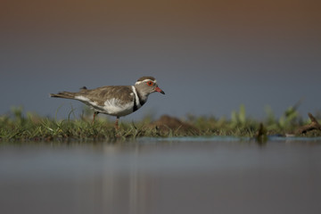 Three-banded plover, Charadrius tricollaris