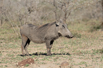 Warthog, Phacochoerus aethiopicus