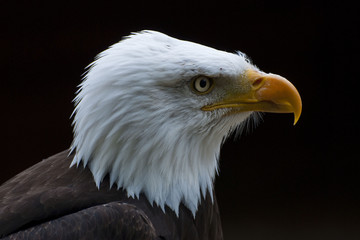 American bald eagle