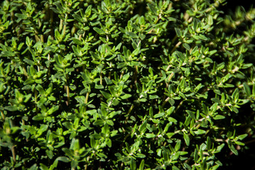 Thyme