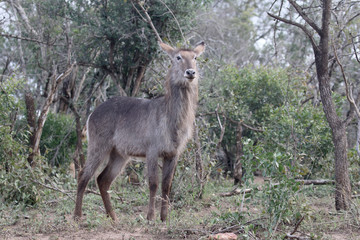 Waterbuck, Kobus ellipsipymaus