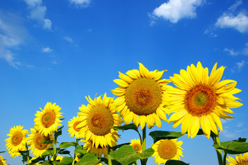 sunflower field