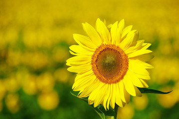 sunflower field