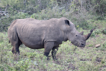 Naklejka premium White rhinoceros, Diceros simus