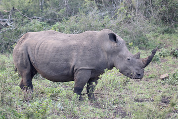 White rhinoceros, Diceros simus