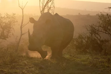 Papier Peint photo autocollant Rhinocéros Blanc, Diceros nous