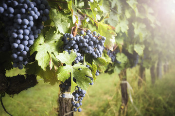 Grape harvest at the world famous and sensational taste of wine - 121270512