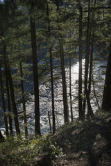 Fototapeta premium River flowing through forest, Pemberton, Whistler, British Colum