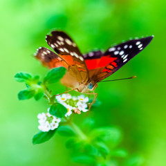 Scarlet Peacock anartia amathea buterfly  green background square composition