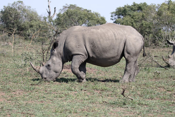 Obraz premium White rhinoceros, Diceros simus