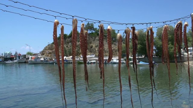 Squid drying in limenaria harbor Thassos Greece