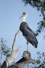Woolly-necked stork, Ciconia episcopus