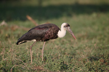 Woolly-necked stork, Ciconia episcopus