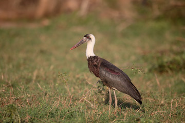Woolly-necked stork, Ciconia episcopus