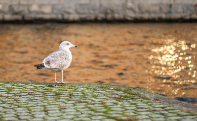 sea gule on waterfront at sunset
