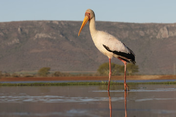 Yellow-billed stork, Mycteria ibis