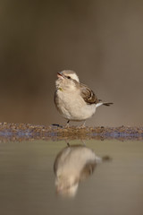Yellow-throated sparrow or yellow-throated petronia, Petronia su