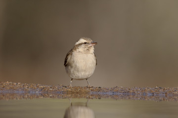 Yellow-throated sparrow or yellow-throated petronia, Petronia su
