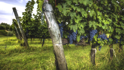 Fototapeta premium Grape harvest at the world famous and sensational taste of wine