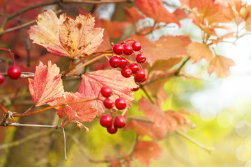 Fototapeta premium Branch of viburnum berries in the garden