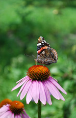 бабочка кардинал